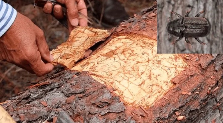 ICF:   Controlan 80% de brotes de gorgojo descortezador 