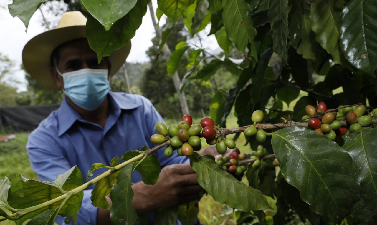 Productor: Urgen 300 mil corteros de café para sacar la cosecha en el oriente de Honduras Productor: Urgen 300 mil corteros de café para sacar la cosecha en el oriente de Honduras