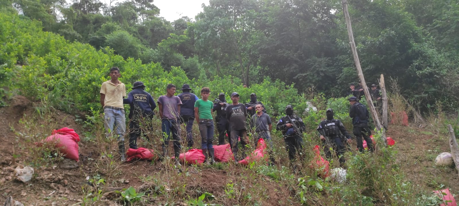 En el 2021 más de 525 mil plantas de coca han sido incautadas por la Policía Nacional En el 2021 más de 525 mil plantas de coca han sido incautadas por la Policía Nacional