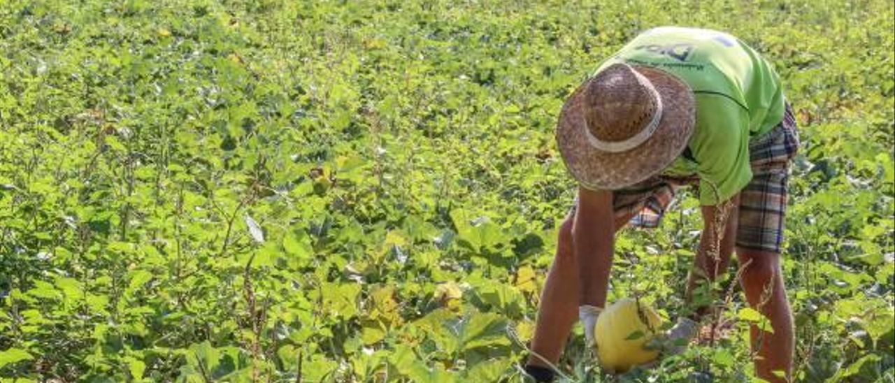 Alarmante: Rebrote de covid golpea a unos 300 empleados de fincas meloneras y sandilleras en el oriente Alarmante: Rebrote de covid golpea a unos 300 empleados de fincas meloneras y sandilleras en el oriente