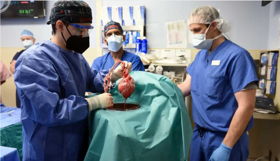 Realizan el primer trasplante de corazón de cerdo a humano