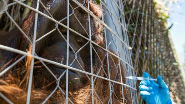 Zoológico en Chile comienza a vacunar a animales contra el COVID-19 Zoológico en Chile comienza a vacunar a animales contra el COVID-19