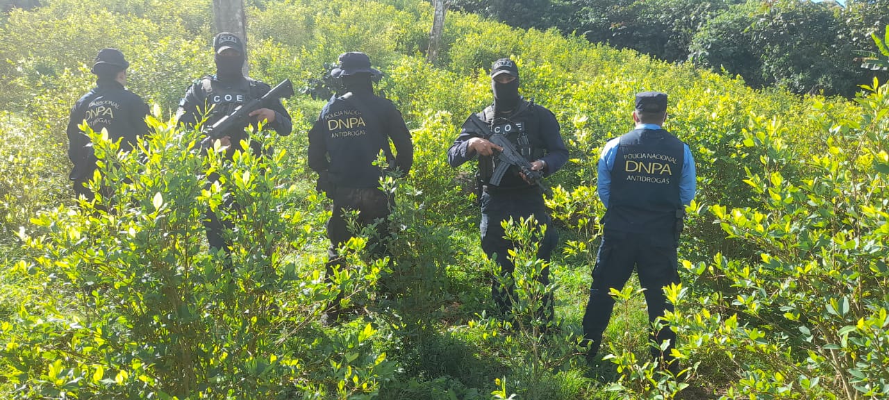 Ubican más de 21 mil arbustos de supuesta coca y un narcolaboratorio en Cortés Ubican más de 21 mil arbustos de supuesta coca y un narcolaboratorio en Cortés