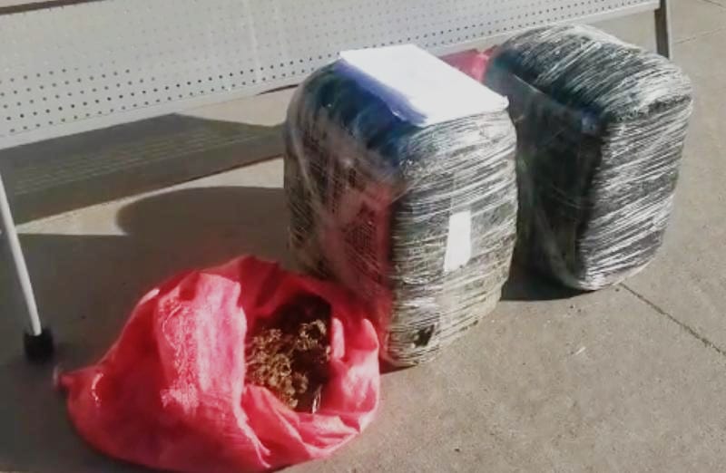 Decomisan unas 200 libras de marihuana a cuatro supuestos miembros de la 18 en colonia capitalina