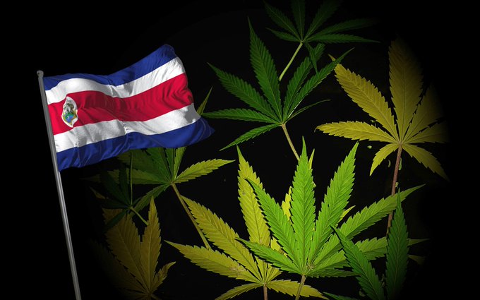 Congreso de Costa Rica aprueba el consumo de la marihuana para uso medicinal Congreso de Costa Rica aprueba el consumo de la marihuana para uso medicinal