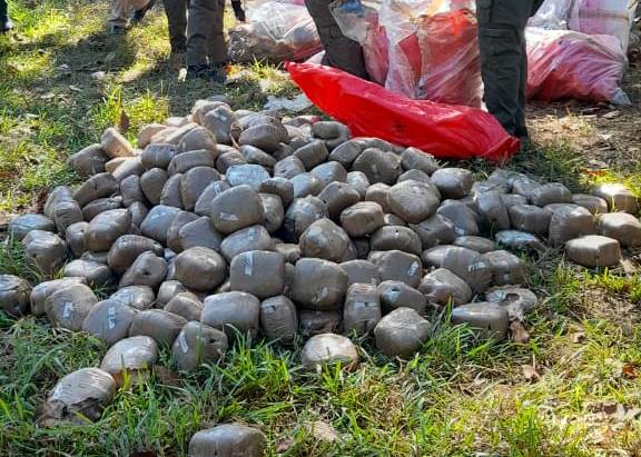 Incineran mil 300 libras de marihuana incautada en Olancho Incineran mil 300 libras de marihuana incautada en Olancho