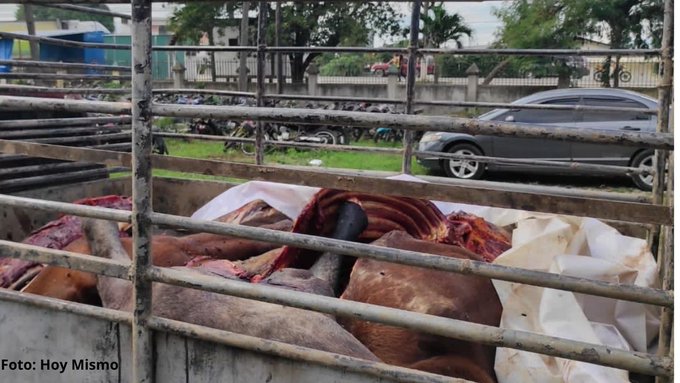Decomisan carne de tres caballos que sería distribuida clandestinamente en El Progreso Decomisan carne de tres caballos que sería distribuida clandestinamente en El Progreso