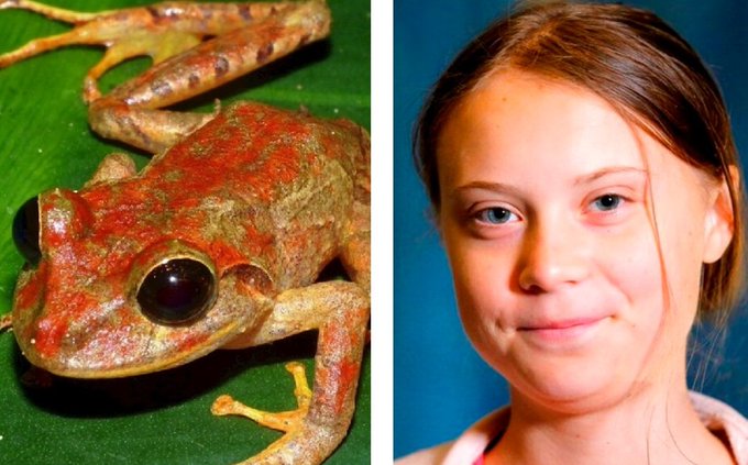 Descubren nueva especie de rana en Panamá; la nombran Greta Thunberg