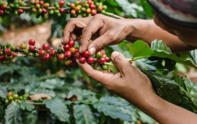 Honduras inicia validación de plan para una política de género de café Honduras inicia validación de plan para una política de género de café