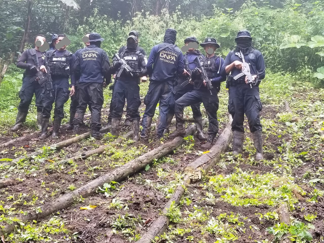 Olanchito, Yoro: Erradican el más grande vivero de plantas de marihuana en Honduras Olanchito, Yoro: Erradican el más grande vivero de plantas de marihuana en Honduras