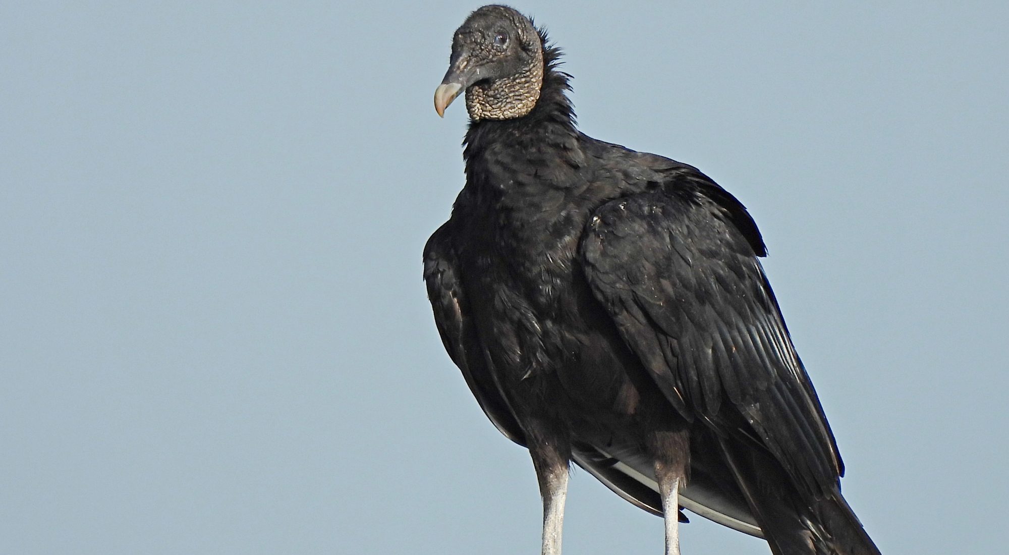 Detectan un tipo de gripe aviar en determinadas aves silvestres de Florida Detectan un tipo de gripe aviar en determinadas aves silvestres de Florida