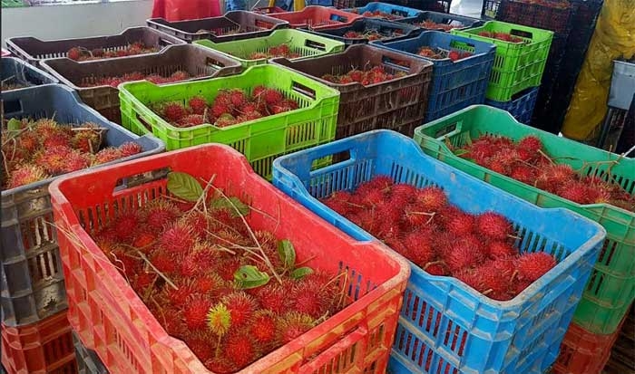 Más de 735 mil cajas de rambután hondureñas se exportaron a El Salvador, Nicaragua y EEUU Más de 735 mil cajas de rambután hondureñas se exportaron a El Salvador, Nicaragua y EEUU