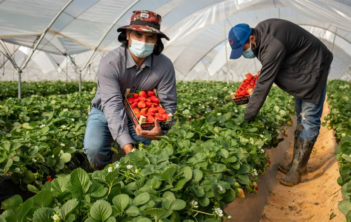 España recurre a trabajadores hondureños para recoger la fresa España recurre a trabajadores hondureños para recoger la fresa