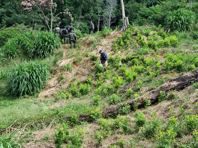 ¡Localizan 25 mil plantas de Coca en Iriona, Colón!