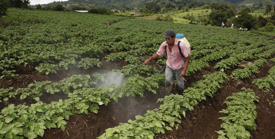 SAG llama a presentar perfiles de negocio a pequeños productores