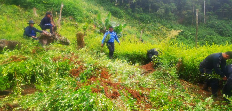 Policía Nacional ubica y destruye más de 10,000 mil plantas de supuesta cocaina en zona Oriental Policía Nacional ubica y destruye más de 10,000 mil plantas de supuesta cocaina en zona Oriental