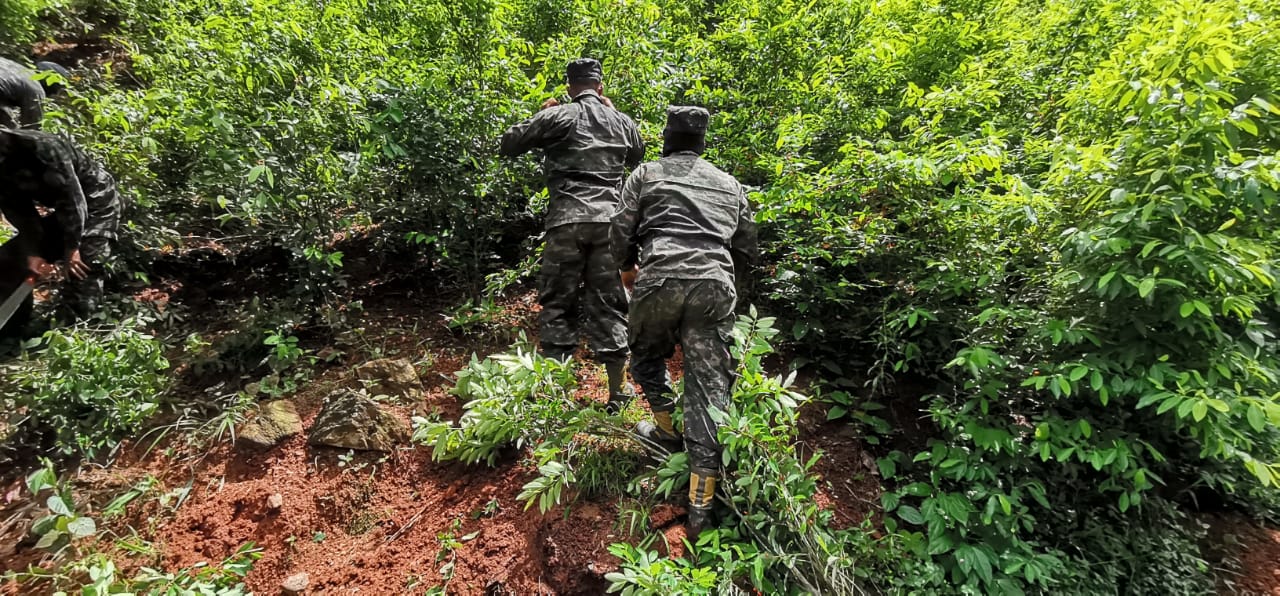 Aseguran plantación de arbustos de coca y dos pitas clandestinas en Iriona, Colón