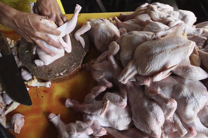 Panama emite alerta zoosanitaria ante riesgo de una peligrosa gripe aviar Panama emite alerta zoosanitaria ante riesgo de una peligrosa gripe aviar