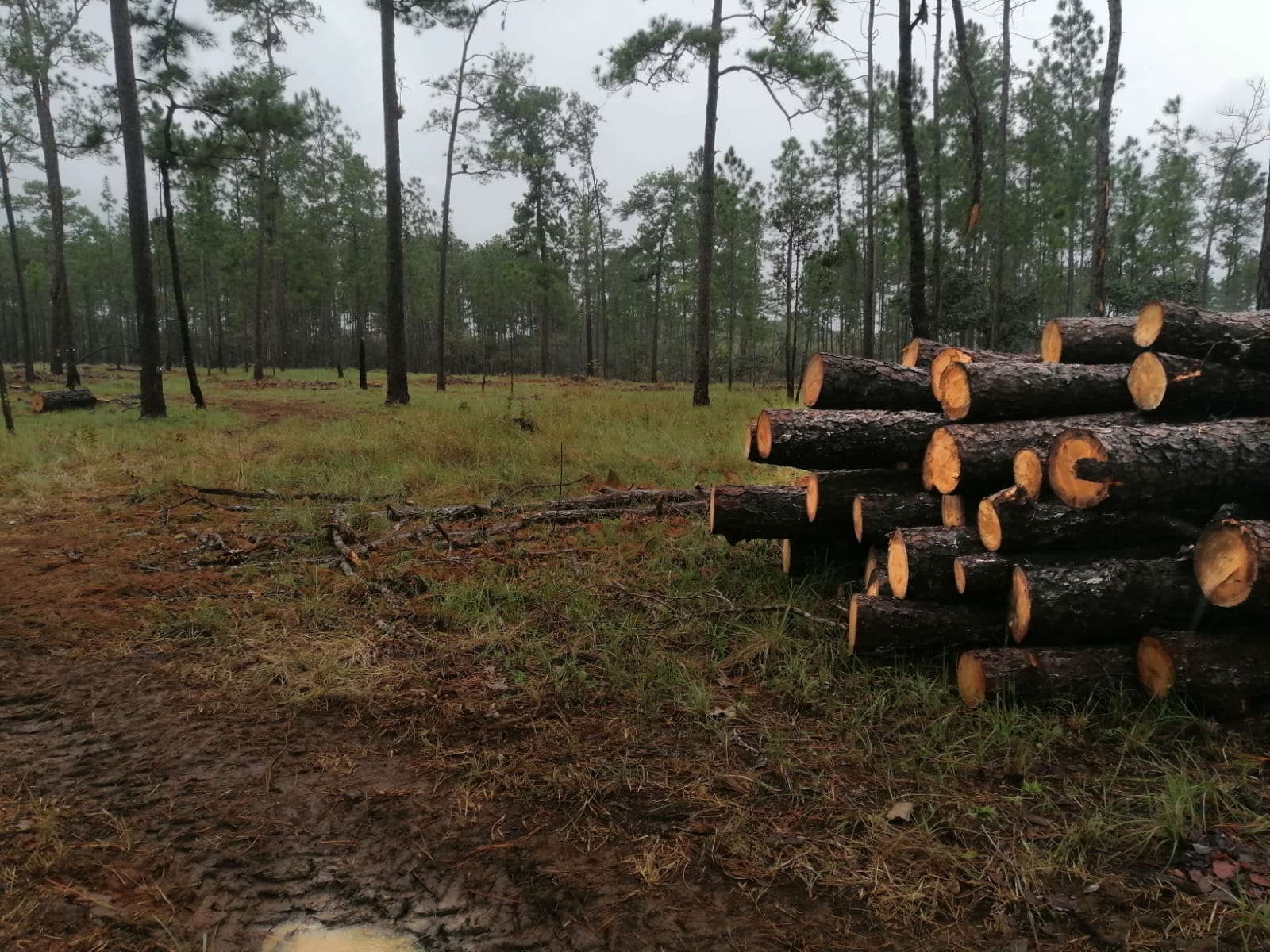 Misquitos denuncian genocidio ecológico y ambiental en esas comunidades