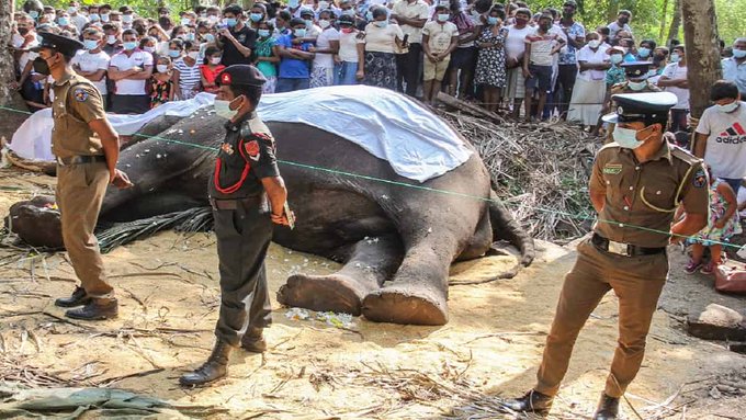 Murió a sus 68 años el elefante más sagrado de Sri Lanka Murió a sus 68 años el elefante más sagrado de Sri Lanka
