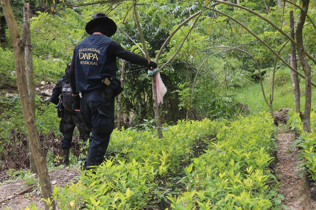 Encuentra nueva plantación con 200 mil arbustos de coca en Colón