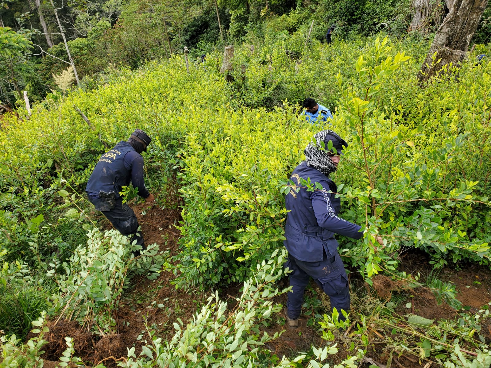 El Paraíso: Policía Nacional ubica plantación con 21 mil arbustos de coca