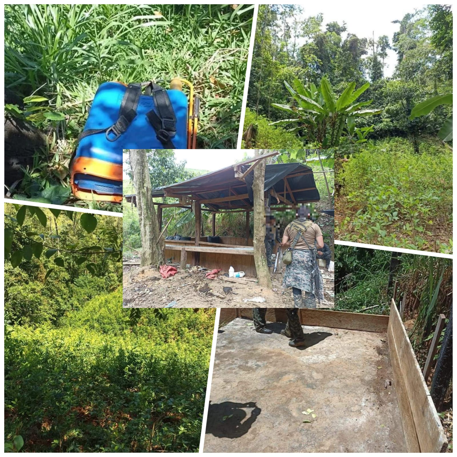 Aseguran narcolaboratorios y sembradillos de hoja de coca en montañas de Colón