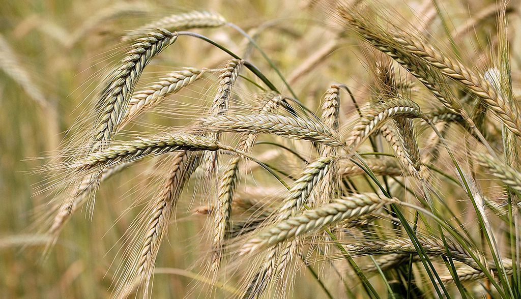 La FAO alerta de «importantes repercusiones» alimentarias en el mundo por la guerra