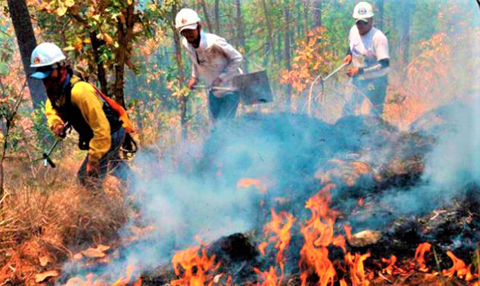 Más de 200 mil hectáreas de bosque afectadas por incendios forestales