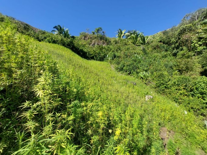 Aseguran 8 manzanas de cultivo de marihuana en Zamora, Tocoa