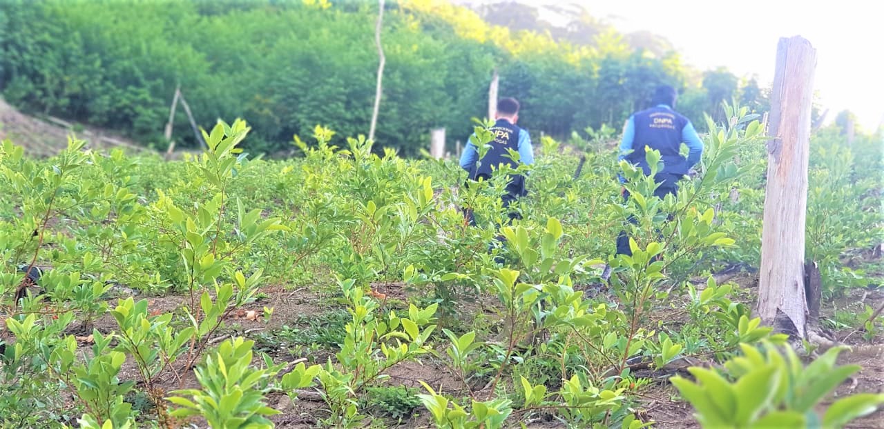 Descubren narcolaboratorio y 21 mil arbustos de supuesta coca en Sonaguera, Colón