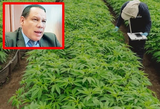 Científicos y médicos hondureños ven positiva la propuesta de Nasralla de cultivar Cannabis Científicos y médicos hondureños ven positiva la propuesta de Nasralla de cultivar Cannabis