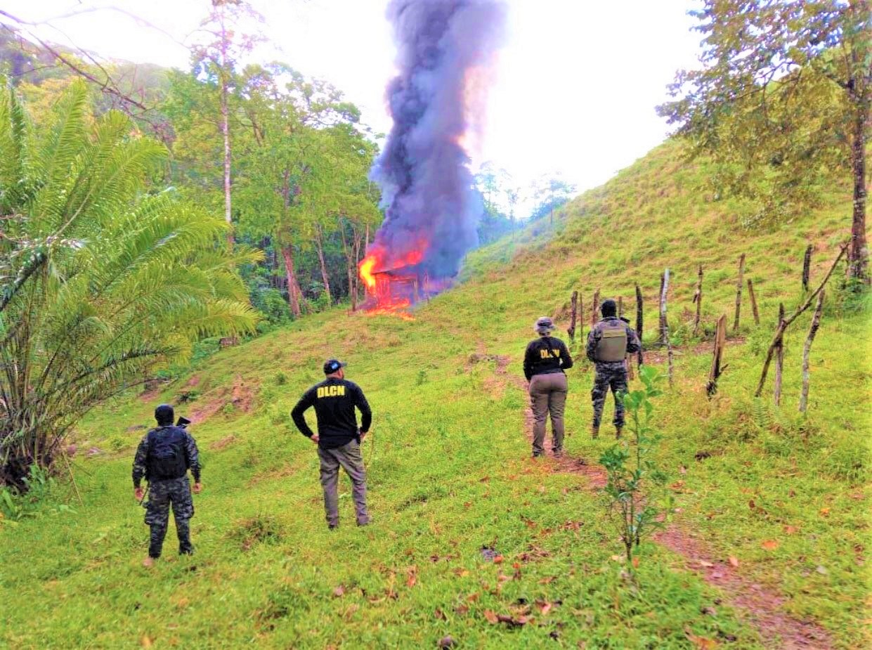 Autoridades ubican y destruyen 1,500 plantas de coca en Colón