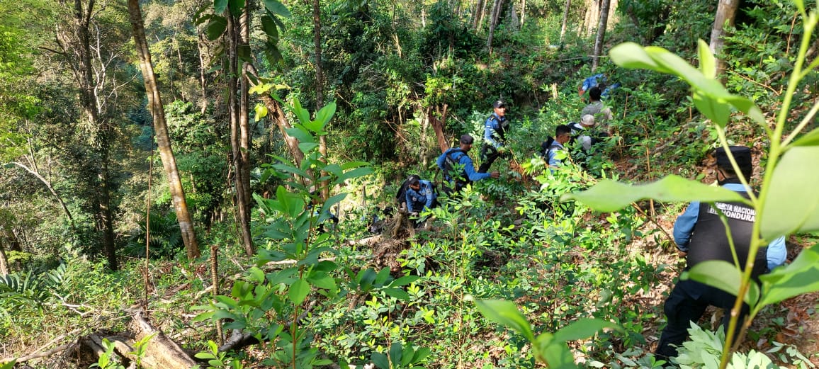 Unos 10,000 arbustos de supuesta coca son incautados en Omoa, Cortés