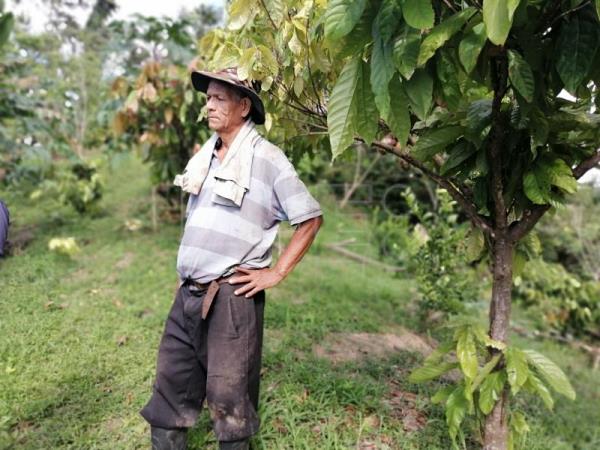 Productores de cacao favorecidos con Sistemas Agroforestales Dinámicos Productores de cacao favorecidos con Sistemas Agroforestales Dinámicos