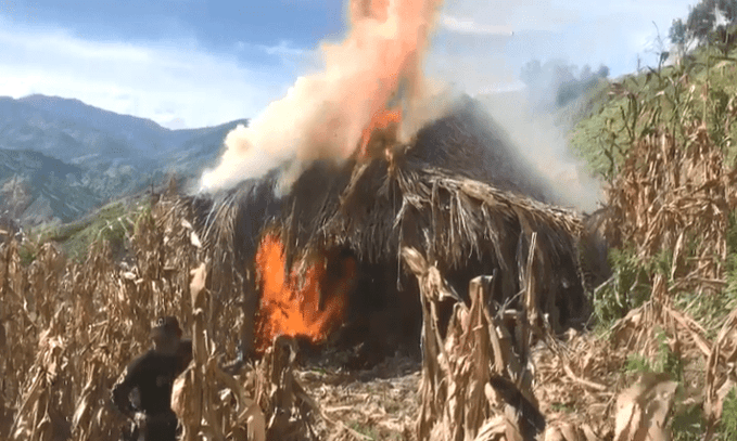 Erradican 60 mil plantas de marihuana en Tocoa