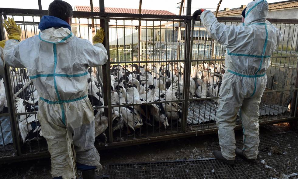 Francia  ha sacrificado 16 millones de aves de corral por epidemia de gripe aviar