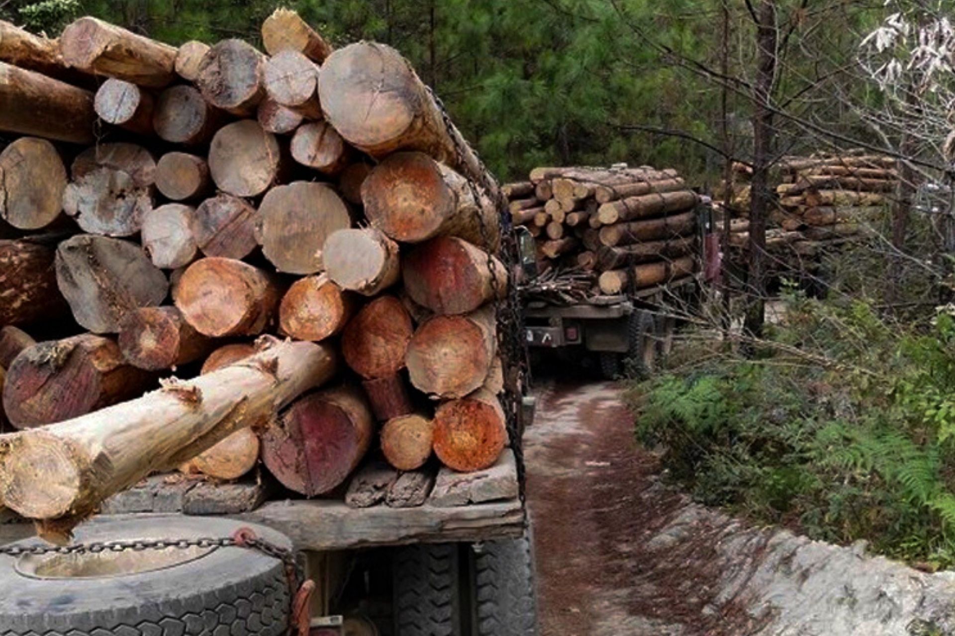MP pone en marcha la Operación Gaia IV para contrarrestar delitos ambientales