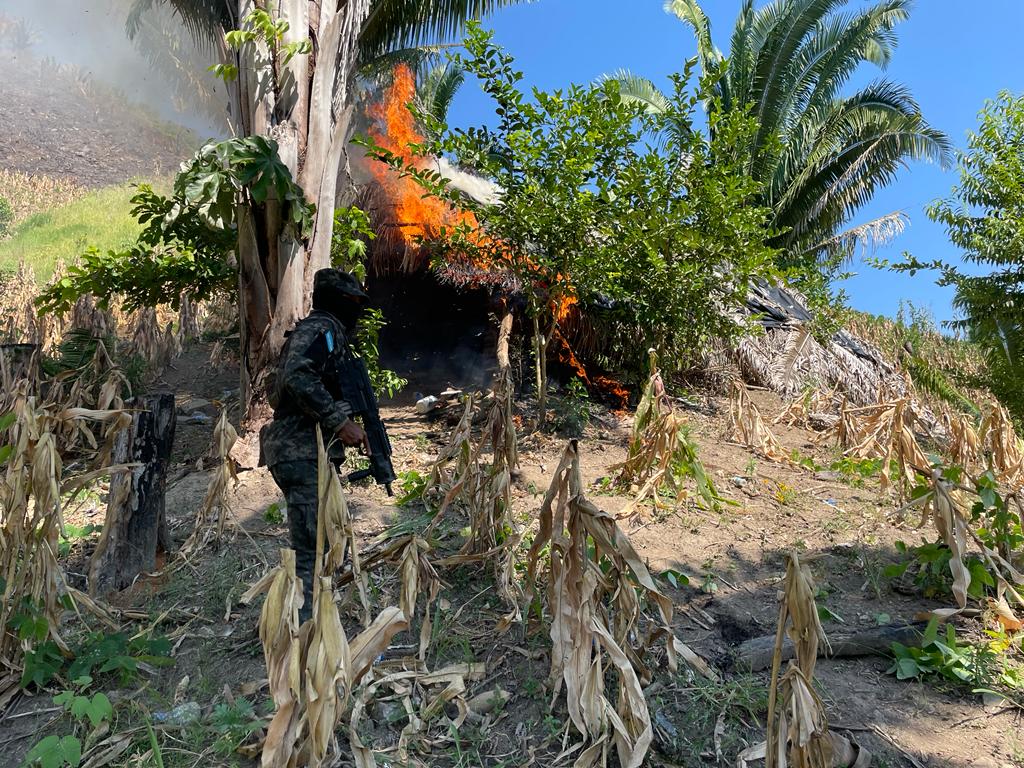 Aseguran y erradican nueva plantación de droga en Tocoa, Colón