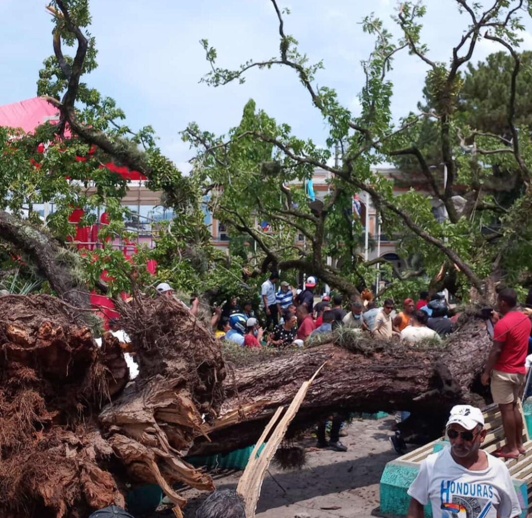 ¡Varios heridos! Tras caída de árbol en la Plaza central de La Ceiba