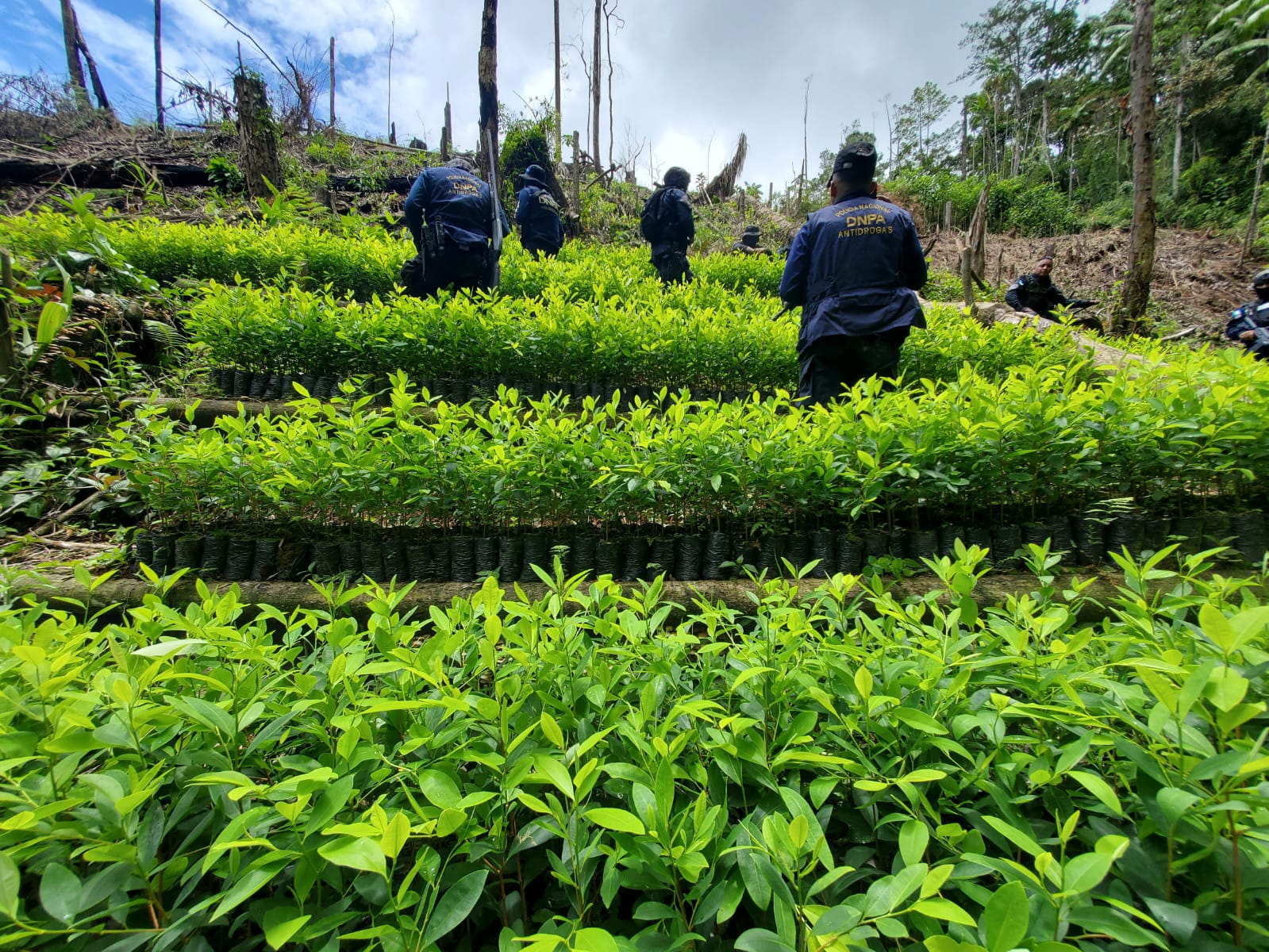 Ubican y erradican 9 mil arbustos de coca en Olancho Ubican y erradican 9 mil arbustos de coca en Olancho