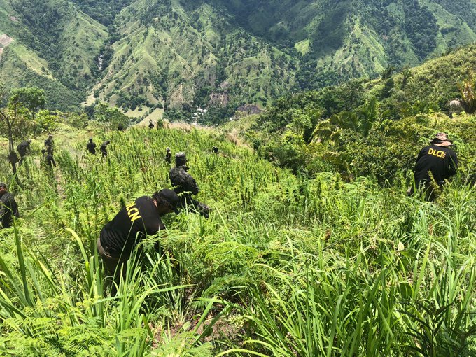 Localizan plantación de marihuana en el sector de Vado Ancho, Tocoa Localizan plantación de marihuana en el sector de Vado Ancho, Tocoa