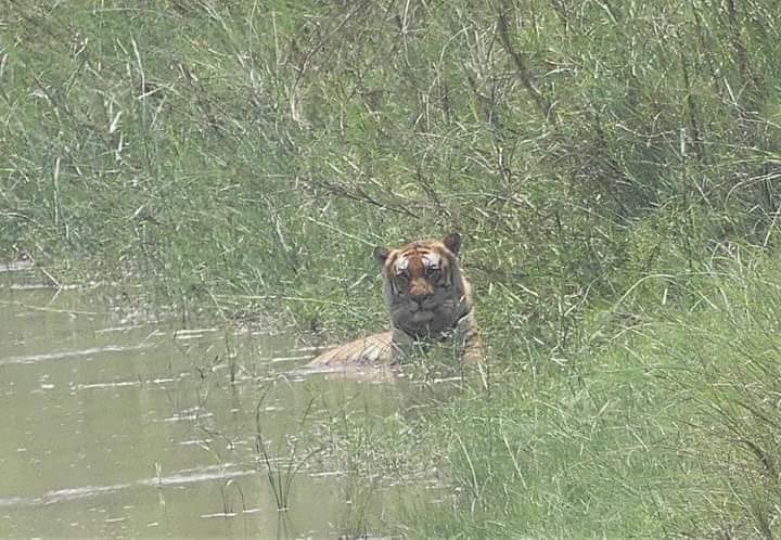 Tigre  es visto deambulando a cercanías del Rio Ulúa  en El Progreso, Yoro
