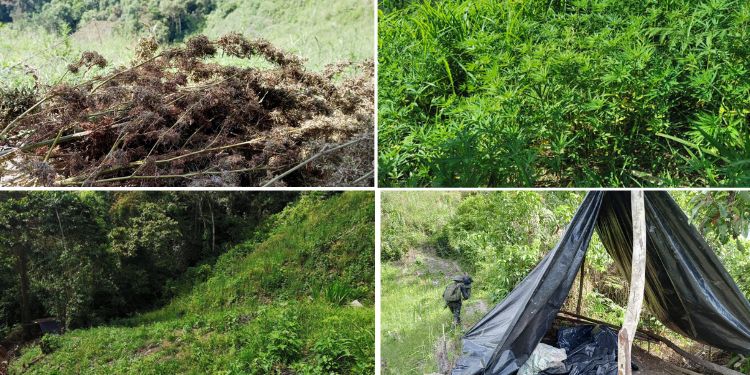Fuerzas Armadas asegura plantación de marihuana en Colón Fuerzas Armadas asegura plantación de marihuana en Colón