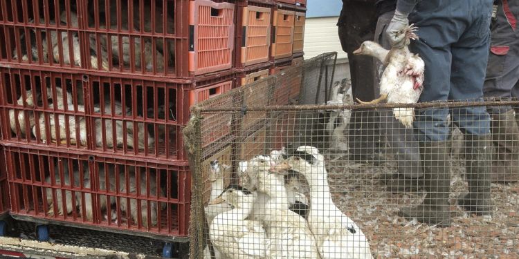Francia sacrificó 16 millones de aves por brote de gripe aviar