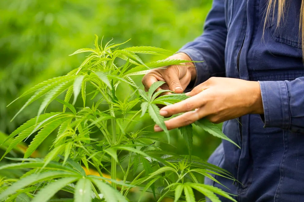 Colombia le apuesta a la industria del cannabis