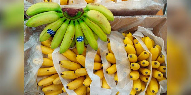 Decomisan en República Checa 800 kilos de cocaína en cajas de plátanos Decomisan en República Checa 800 kilos de cocaína en cajas de plátanos