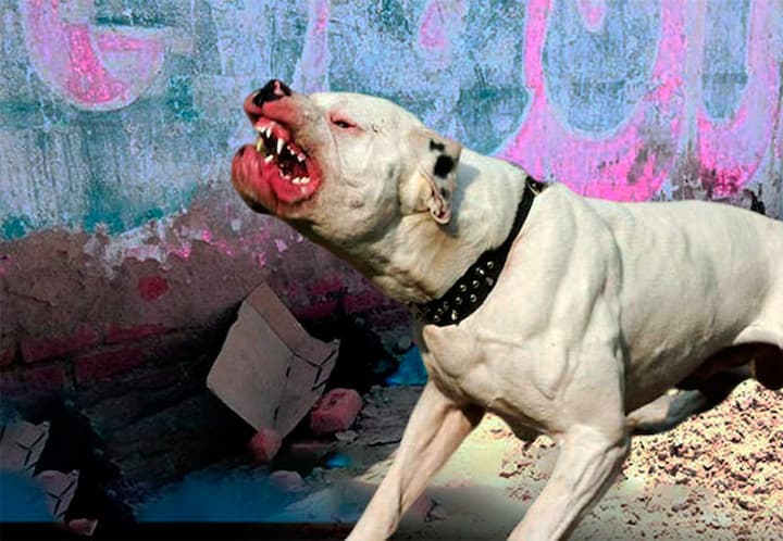 Perro pitbull ataca a niño en  Talanga, Francisco Morazán