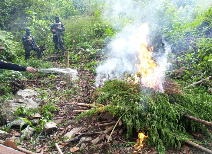 Aseguran y erradican plantación de marihuana en Colón Aseguran y erradican plantación de marihuana en Colón