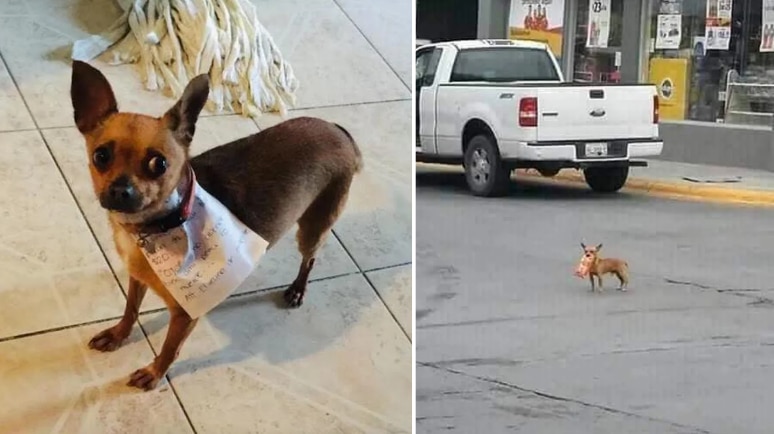 Perrita chihuahua se convierte en “MANDADERA”